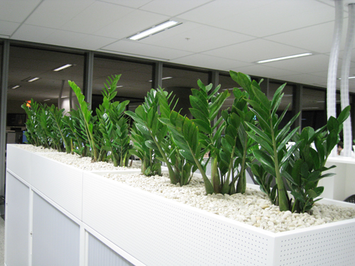 zz-plants-low-light-plants